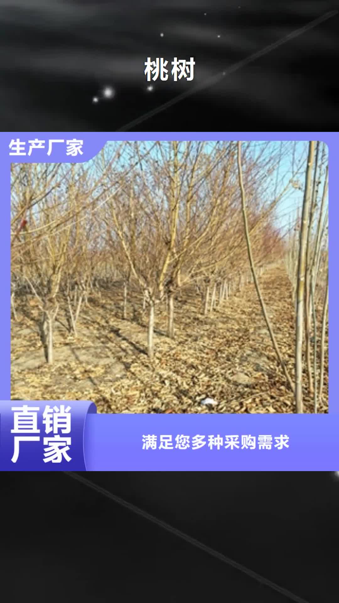 绍兴【桃树】,泰山景松 造型景松应用范围广泛