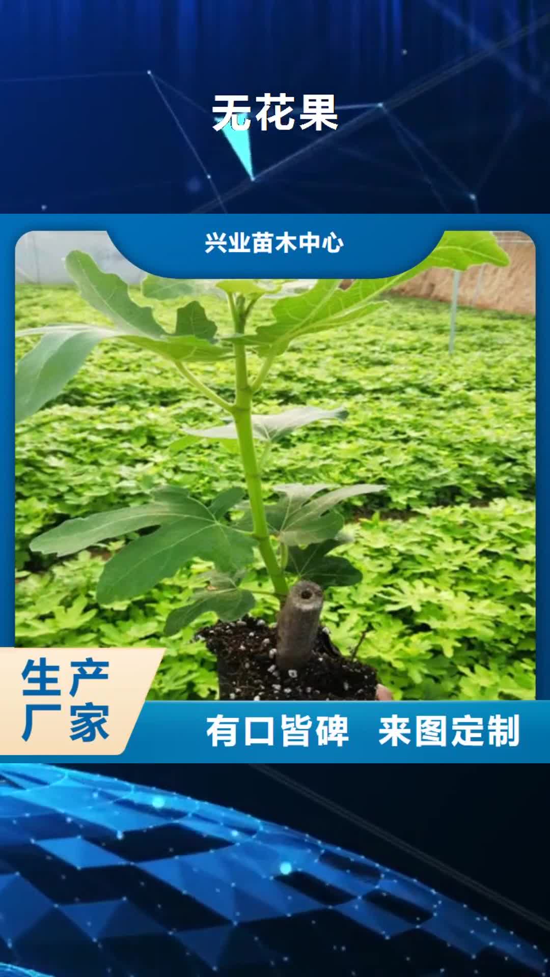 咸阳【无花果】 樱桃树苗真材实料加工定制