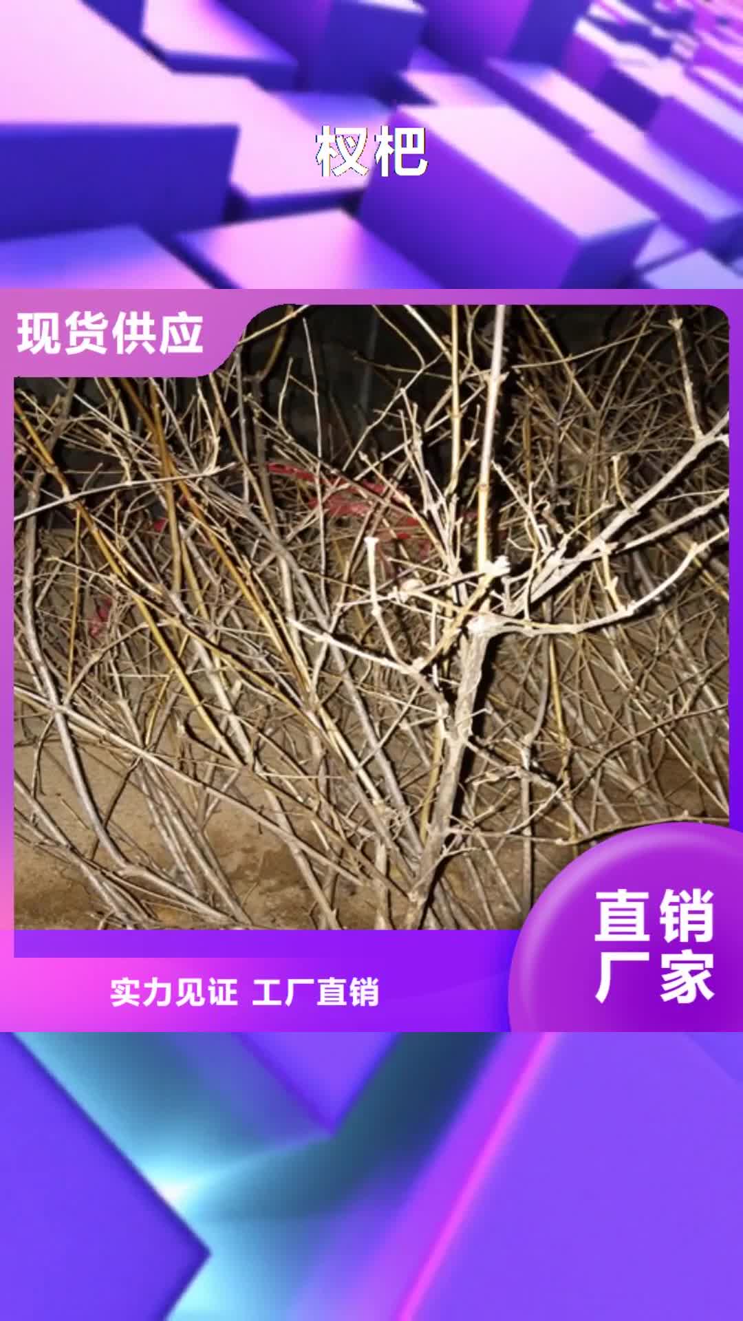 【三门峡 杈杷 桃树苗用心提升细节】