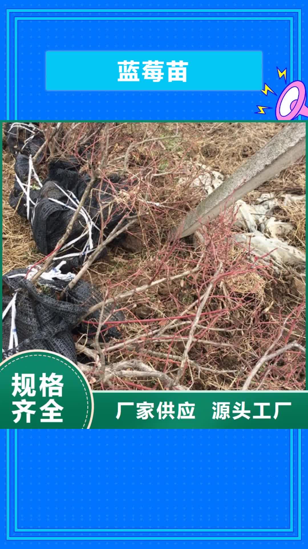 营口 蓝莓苗_【梨树苗】有实力有经验