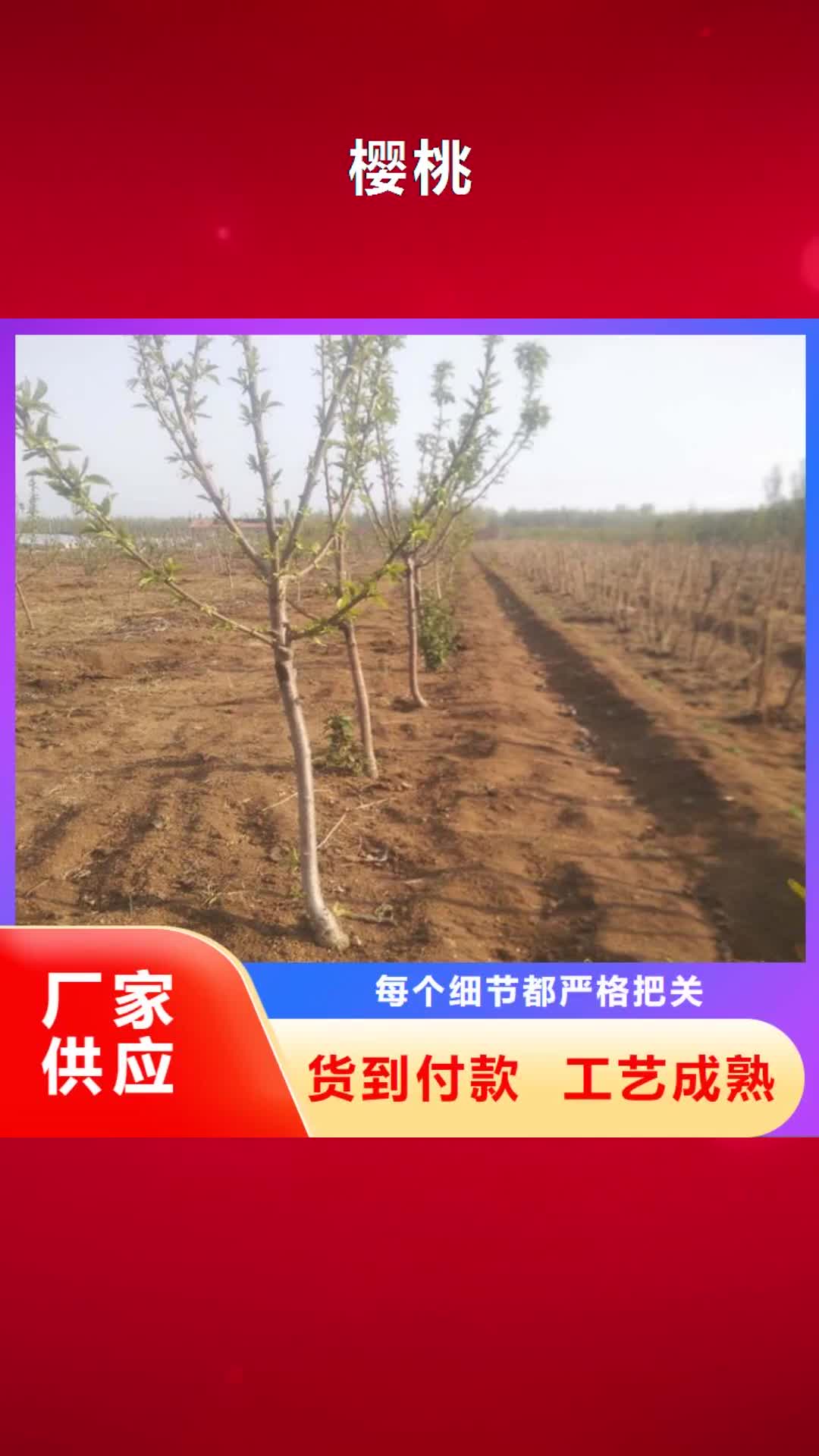 【潮州 樱桃,梨树苗严格把关质量放心】