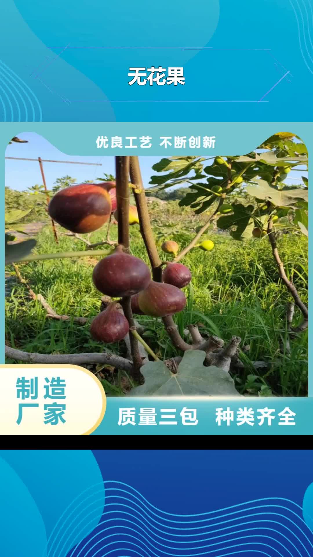 株洲【无花果】 板栗苗生产经验丰富