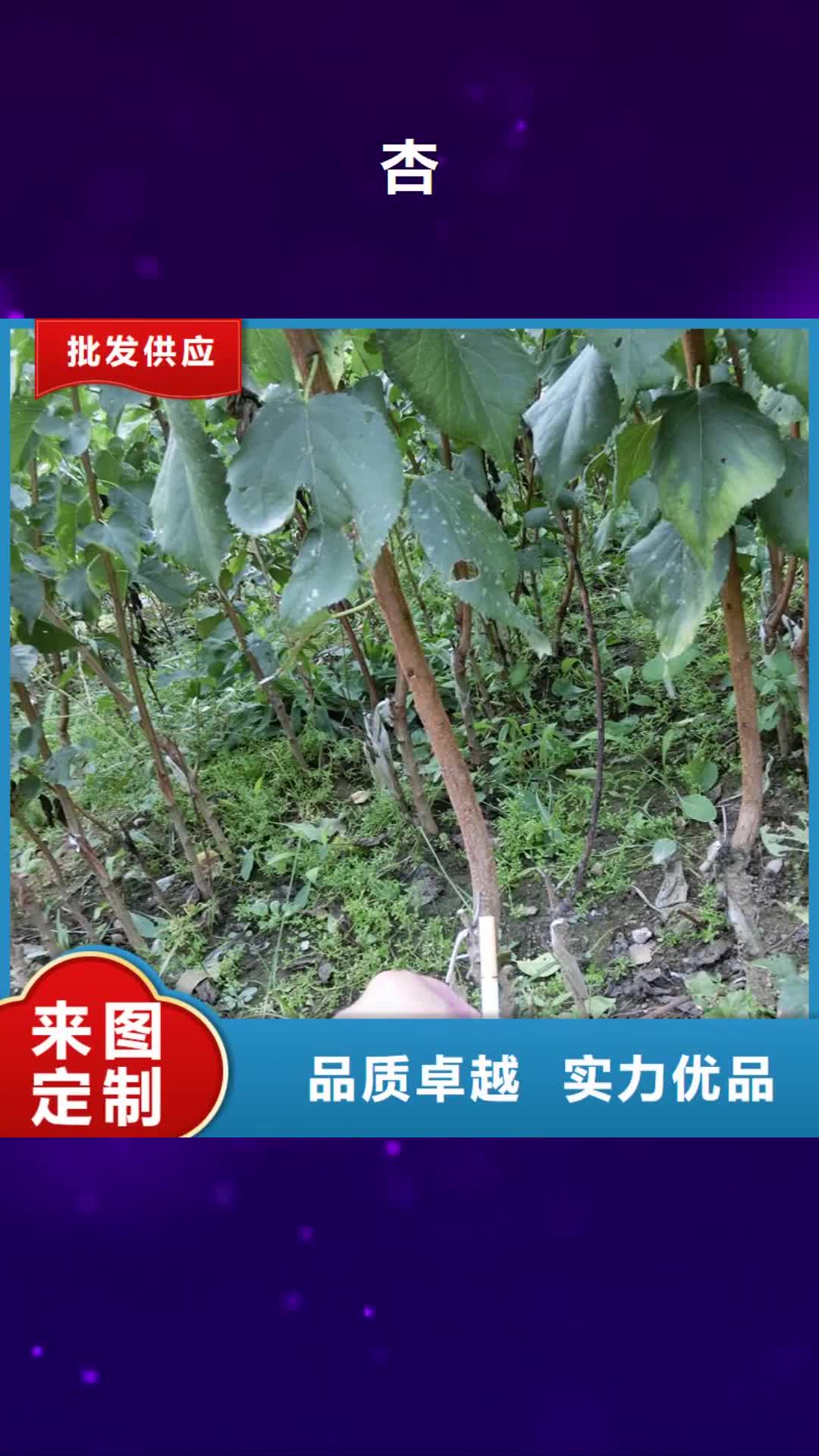 【海东 杏苹果苗品牌专营】