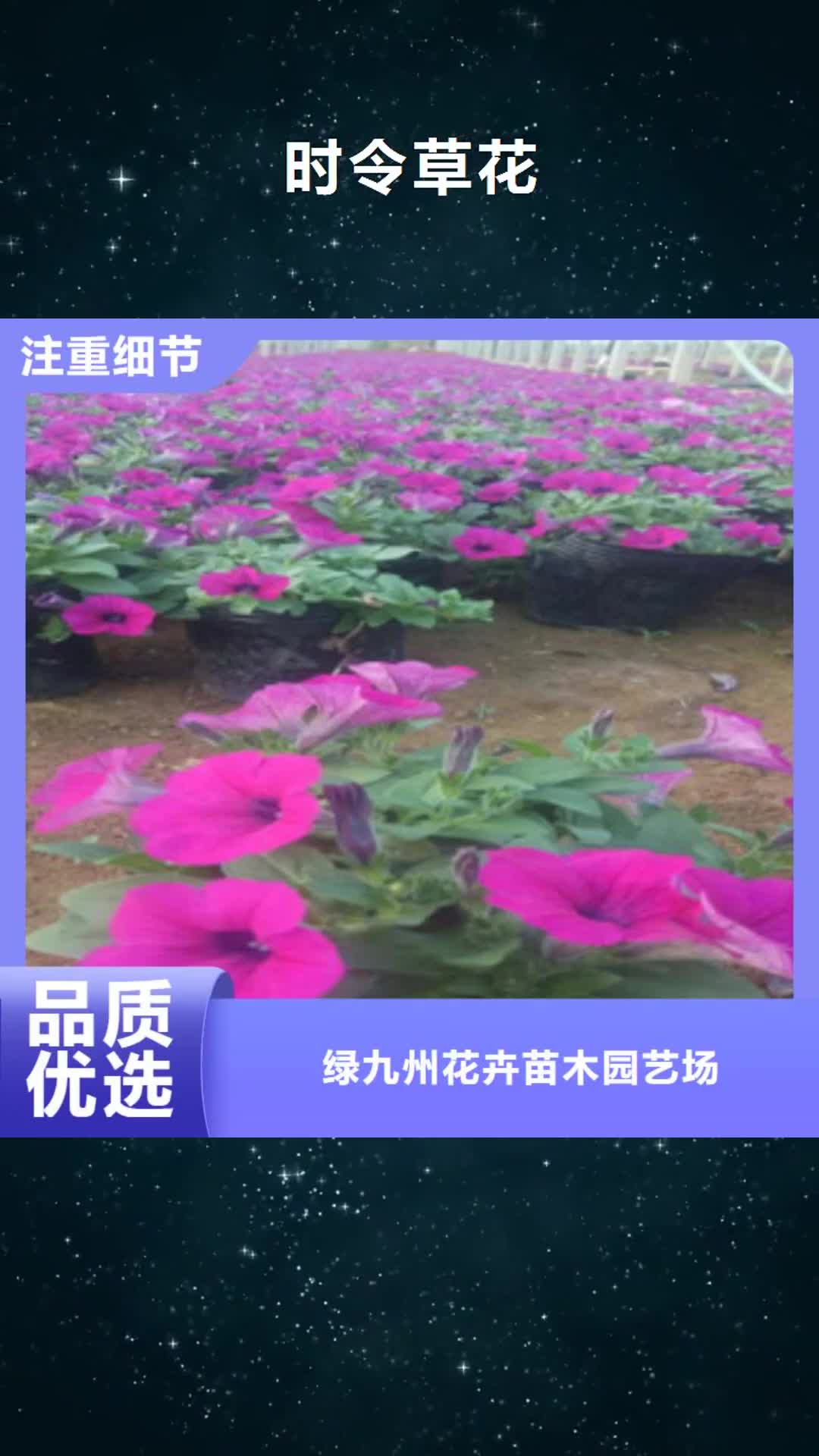 【锡林郭勒 时令草花,宿根花卉基地 种类丰富】