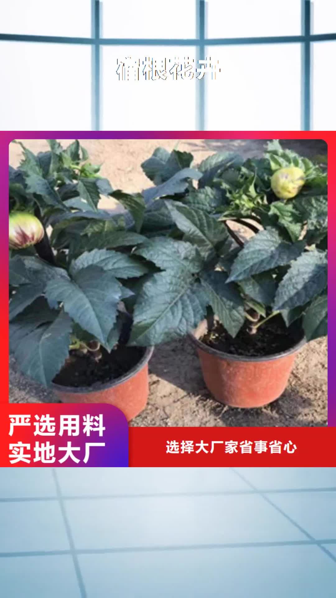 【鄂尔多斯 宿根花卉宿根花卉基地 极速发货】