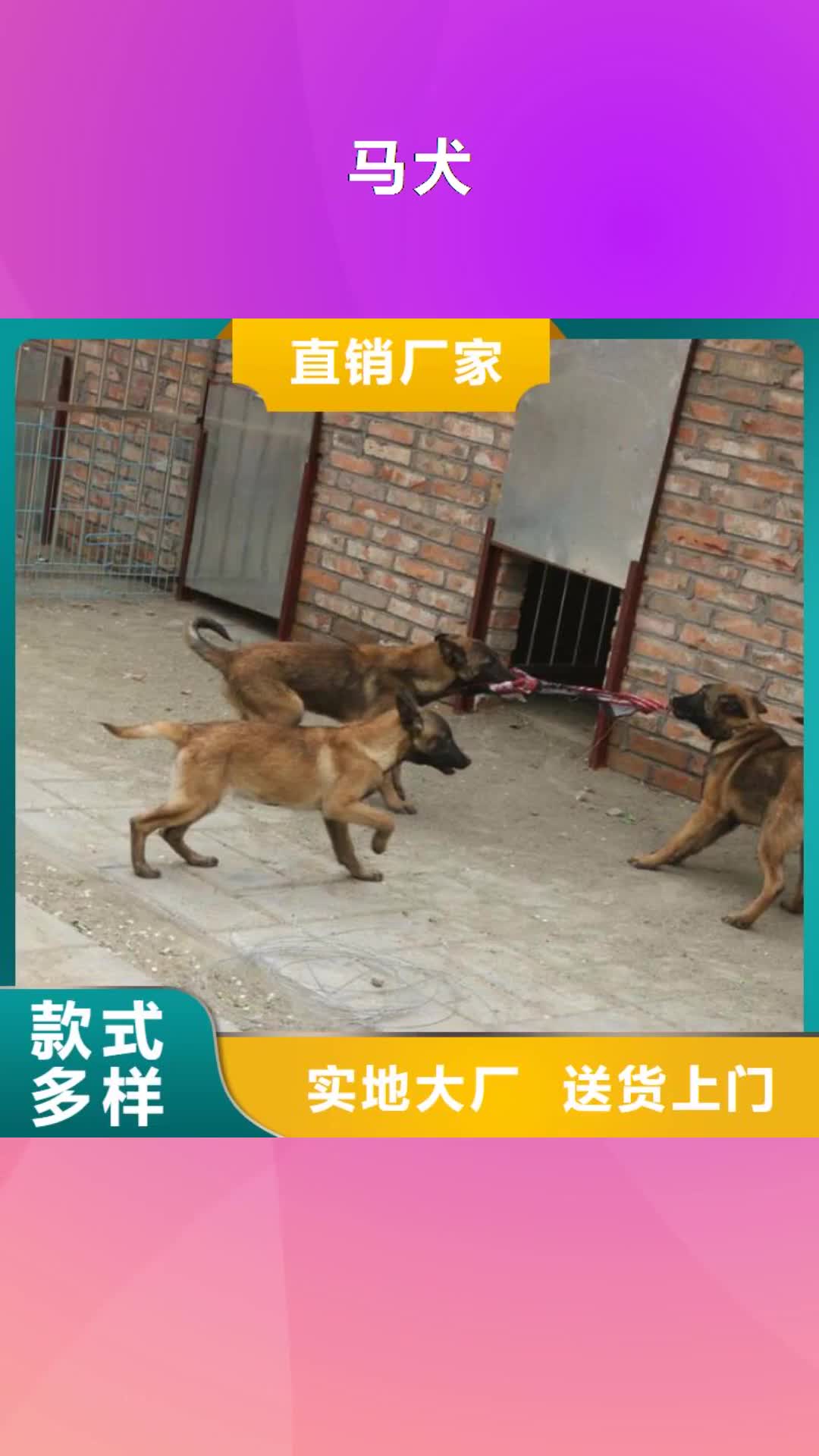 邯郸【马犬】杜高犬质检严格