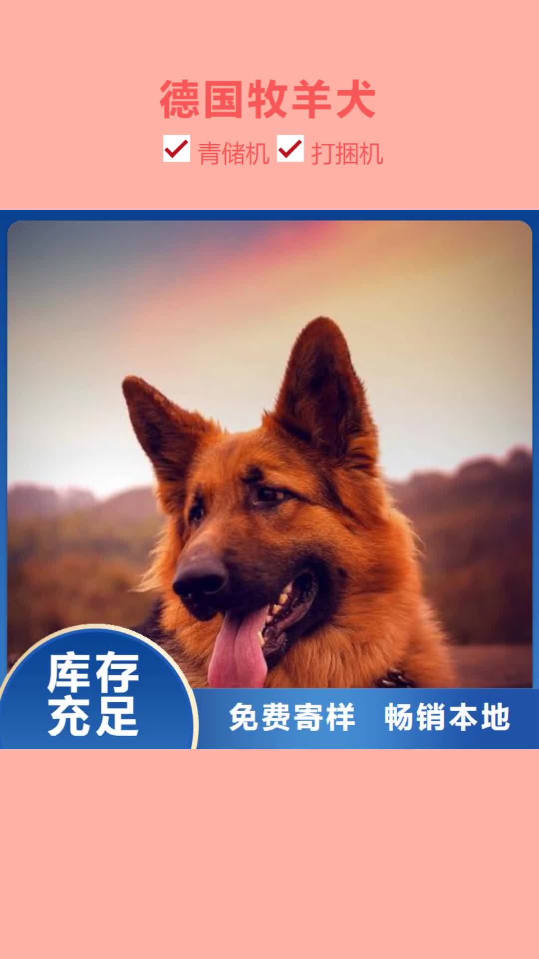 湘潭【德国牧羊犬】,德牧犬实力见证